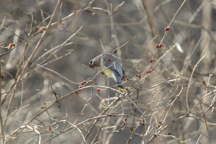 Cedar Waxwing